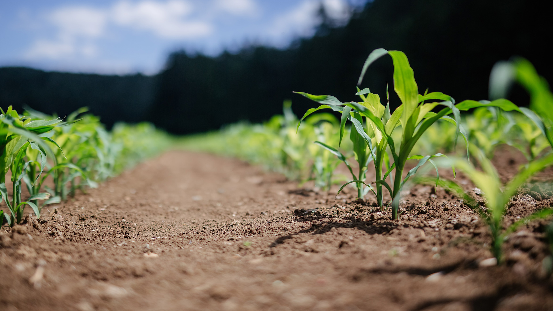Green Solutions Initiative